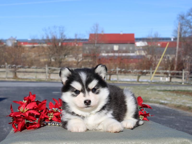 puppy, for, sale, Pomsky, Matthew B. Stoltzfus, dog, breeder, Gap, PA, dog-breeder, puppy-for-sale, forsale, nearby, find, puppyfind, locator, puppylocator, aca